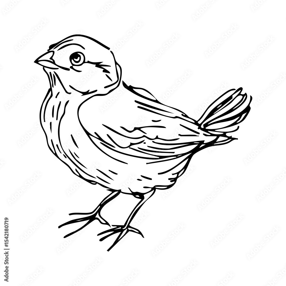 Fototapeta premium small songbird standing in profile, hand drawn vector sketch on white background, woodland animal concept, nursery decor and spring design