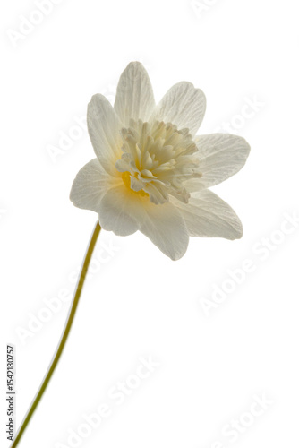 white flower with 8 petals in the shape of a lily, isolated on a white background
