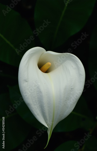 White calla lily with blurred green foliage background, soft light