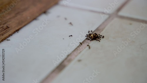 Ants found a food, Ants carrying their food in residential house.