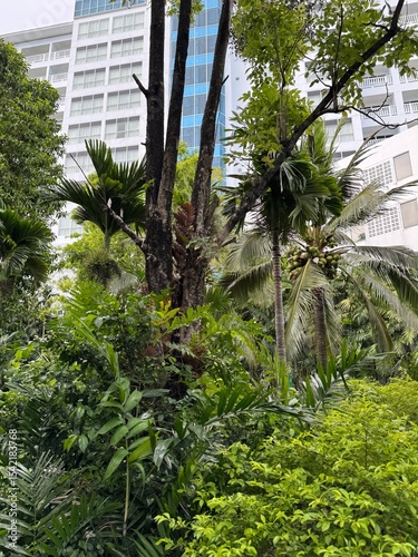 Palm trees in the city. City of Phuket, Thailand.	
