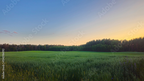 Blue wildflowers in green field at sunset.