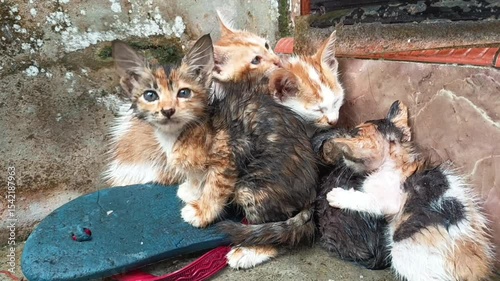 poor kittens they got caught in the rain because they didn't have time to take shelter but finally they were able to take shelter, their bodies were soaked and they were very cold
