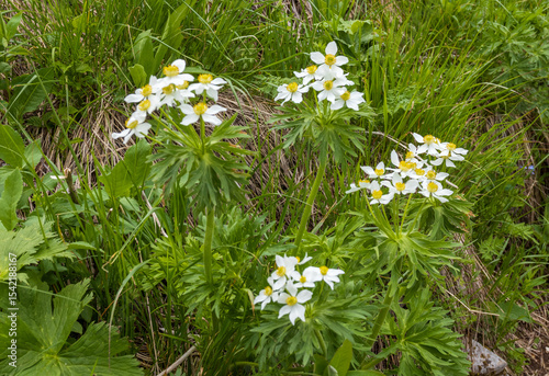 Alpine meadows awakening from hibernation, exuberant flowering of plants, morning light