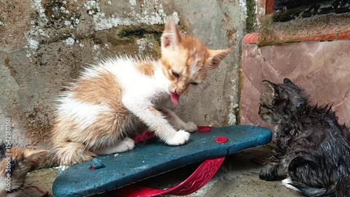 poor kittens they got caught in the rain because they didn't have time to take shelter but finally they were able to take shelter, their bodies were soaked and they were very cold