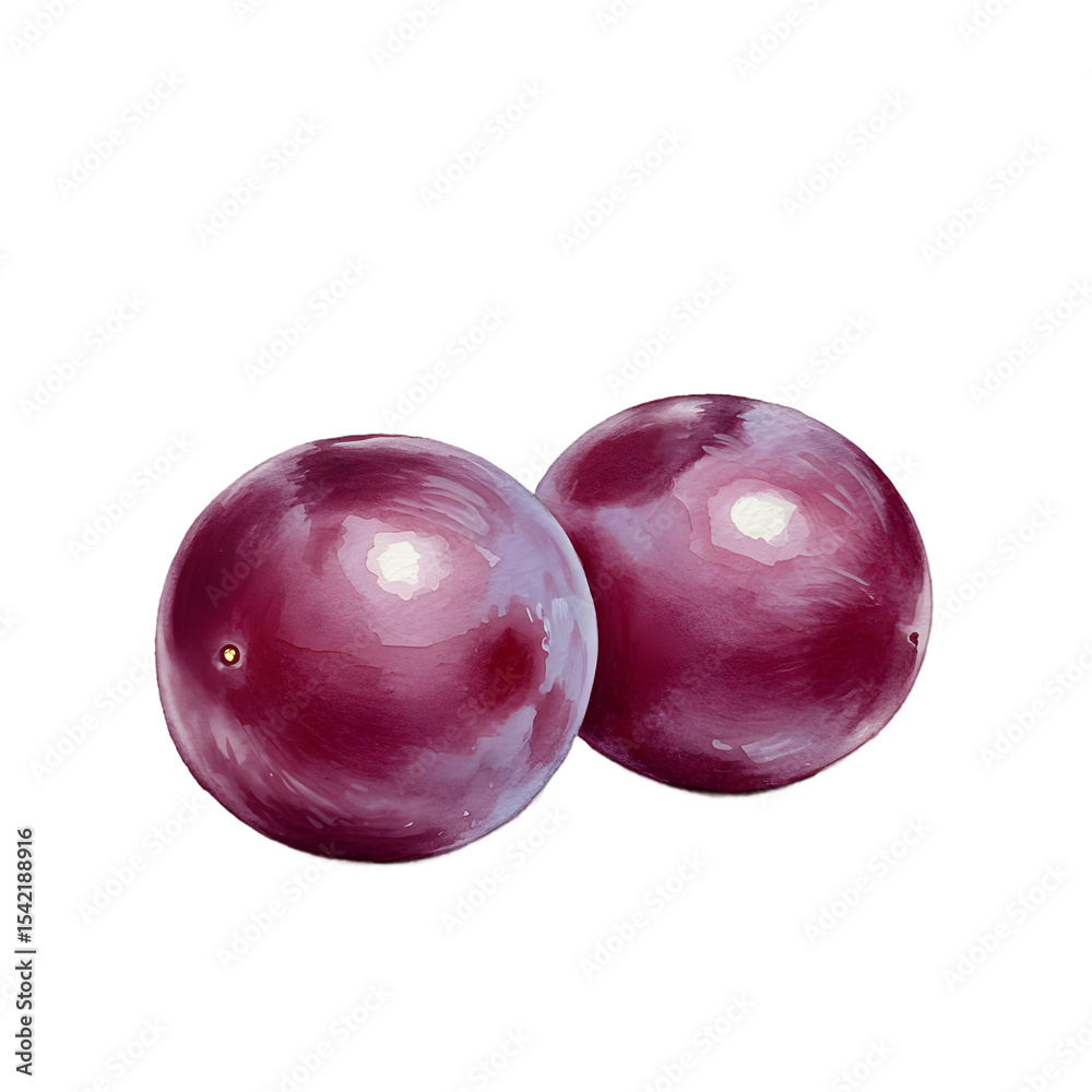 Obraz premium Two Red Grapes Watercolor Illustration, Isolated on Black clipart watercolor png, isolated on transparent background