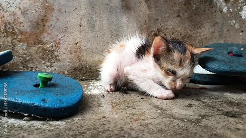 Poor kitten who got wet from the rain because he didn't have time to take shelter, his body was soaked and he was very cold.