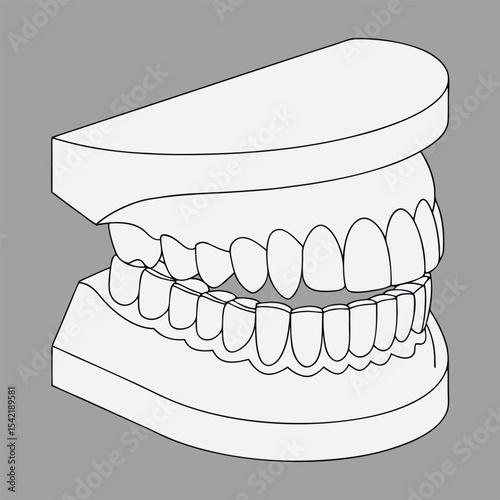 Illustration of a dental model showing the upper and lower human teeth