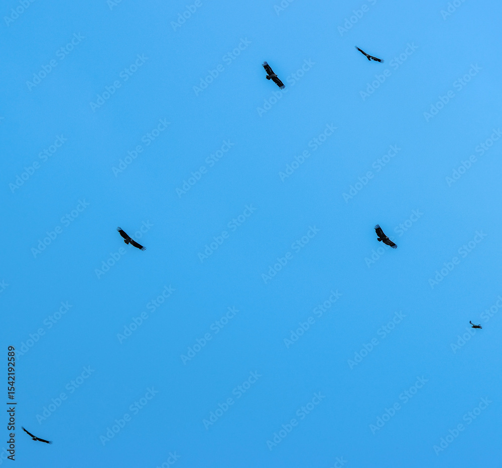 Fototapeta premium birds in the sky