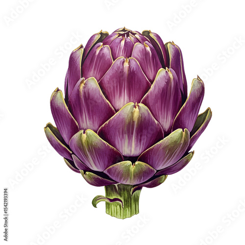 Vibrant Purple Artichoke: Close-up Studio Shot on Black Background clipart watercolor png, isolated on transparent background