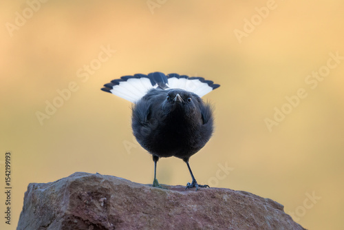 Collalba negra, macho