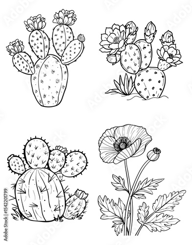 Four blackandwhite plant sketches three cacti one poppy flower