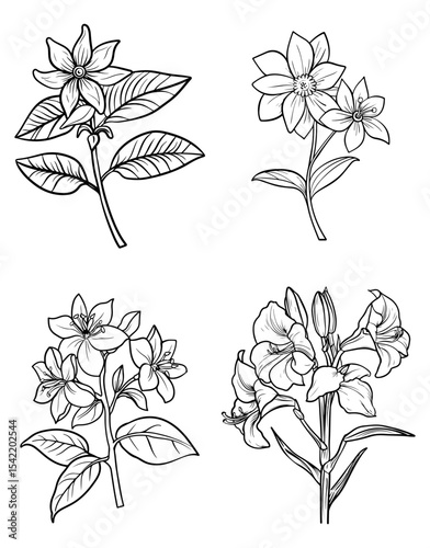 Four botanical sketches depict various flowers and leafy stems rendered with bold lines