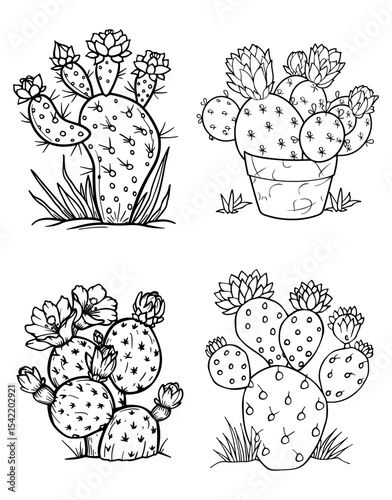 Four cactus plant illustrations with flowers varying sizesshapes on a plain white backdrop