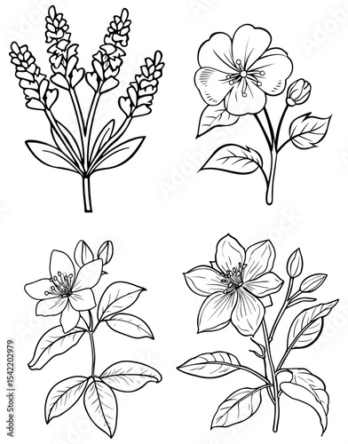 Four different floral drawings on a white backdrop are displayed