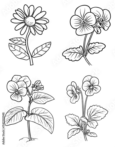 Four flower drawings on white daisy violets detailed petals leaves