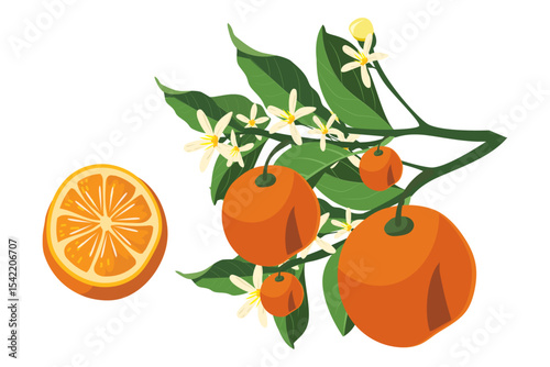 orange fruit vector design. Orange vector illustration. Orange Fruit slice.
