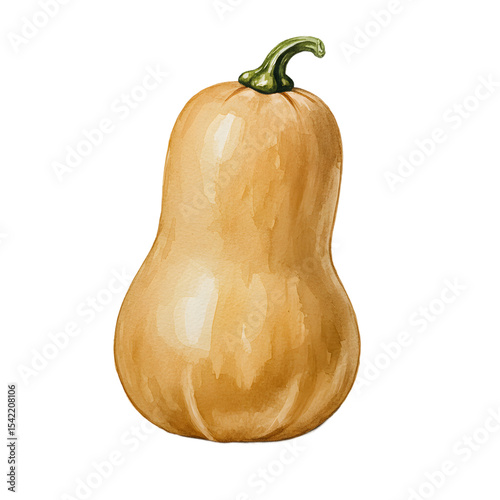 Watercolor Butternut Squash Illustration clipart watercolor png, isolated on transparent background