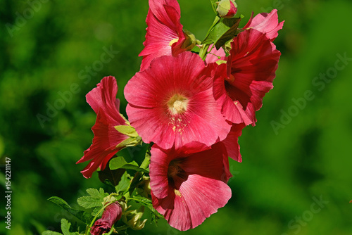 A red hollyhock blooms in the garden