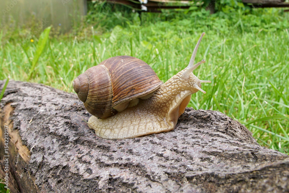Grape snail crawls on the bark of a tree lying in the grass. Snail in its natural habitat. Grape snail crawls on the bark of a tree lying in the grass. Snail in its natural habitat.
