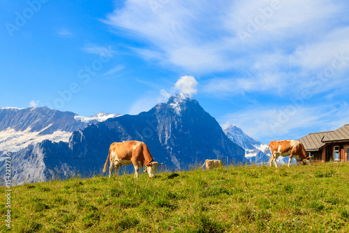 Herd of cows grazing on a green alpine meadow in the Swiss Alps, Switzerland