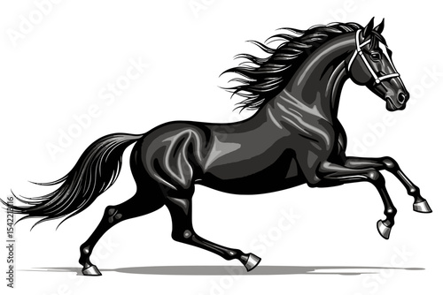 Majestic Black Stallion Galloping - Powerful Horse Breed Illustration - Equestrian Art Depicting a Graceful Running Horse for Horse Lovers