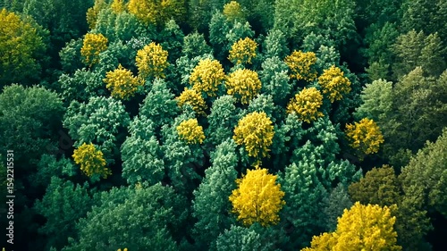 Aerial view of a vibrant forest showcasing green and yellow trees during autumn season