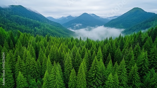 Beautiful green coniferous forest with fog in the mountains, aerial view. Landscape of nature.