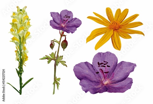 Watercolor floral illustration set bud botanical isolated violet yellow green vintage