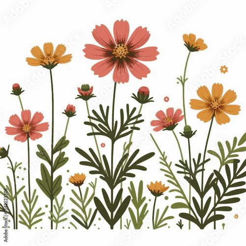 Illustration of orange and pink cosmos flowers with green stems and foliage against a white background