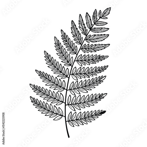  Black and white detailed fern leaf vector for botanical study and illustration