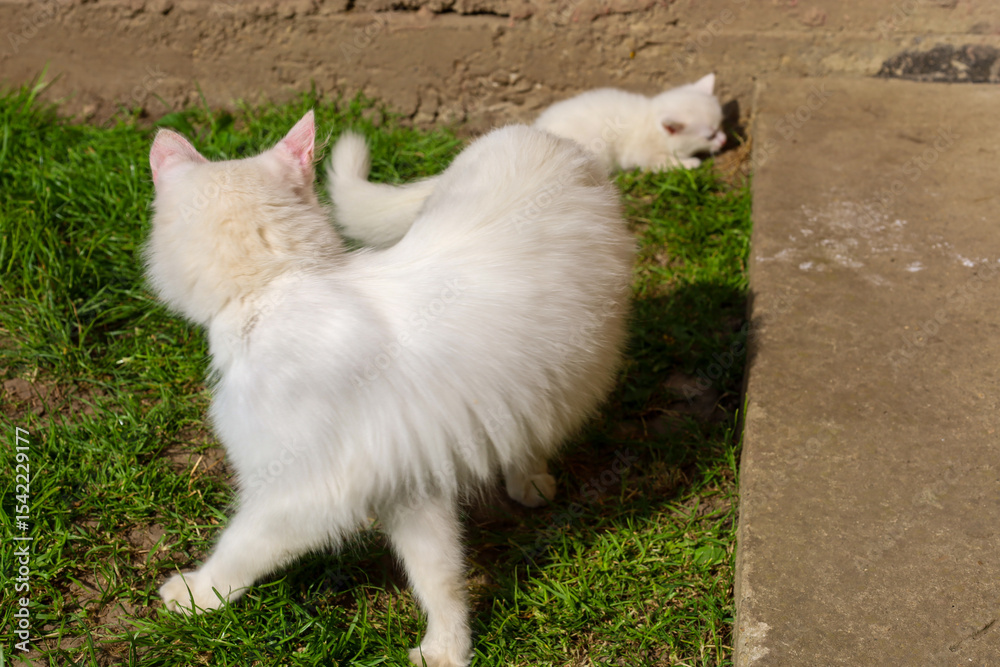Fototapeta premium A white fluffy cat stands on green grass, looking away, with a small white kitten resting behind it. This touching scene depicts a calm moment of animal life outdoors.