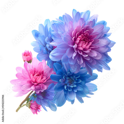 Chrysanthemums Blue and pink flowers png
