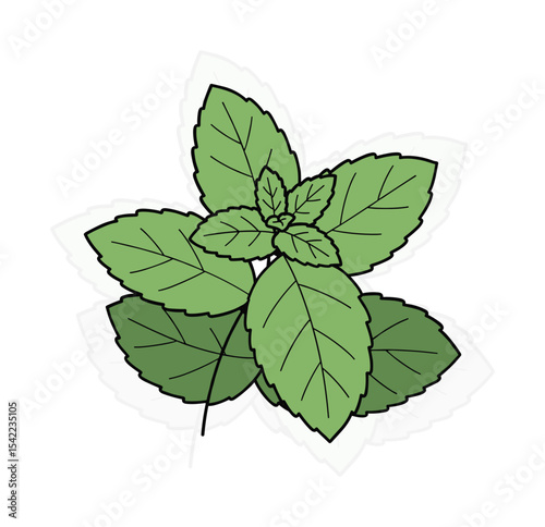 Mint Sprigs Vector Illustration, Cocktail Ingredient