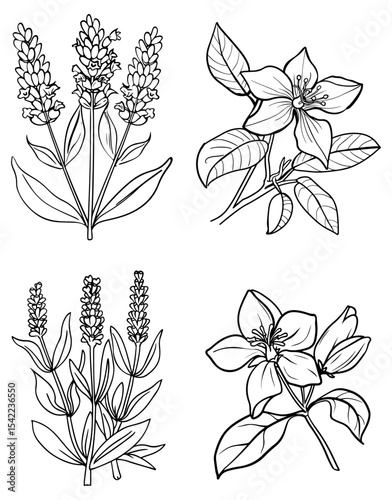 Line art lavender sprigs flowers w leaves Plants are arranged in a 2x2 grid on a white background