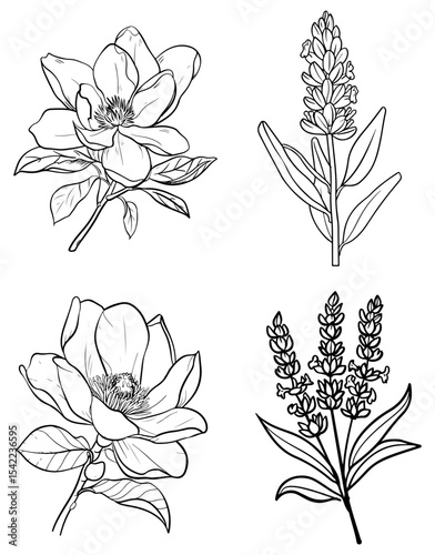 Line art of four floral illustrations two magnolia blooms and two lavender sprigs simple and elegant