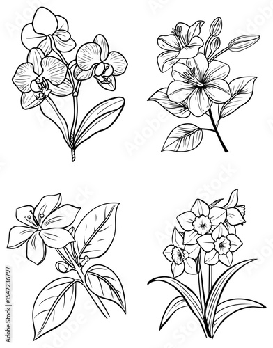 Line art shows orchids lilies a flowering shrub  daffodils