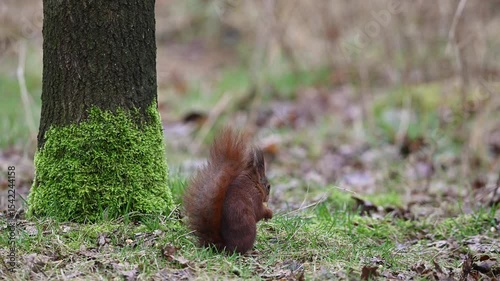 Red squirrel sitting in a forest meadow looking for food, european red squirrel, february, north rhine westphalia, (sciurus vulgaris), germany