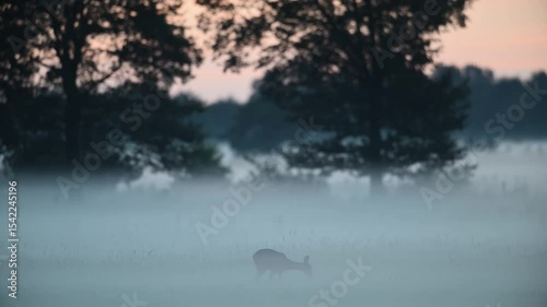 Roe deer standing on a moor meadow in the morning mist before sunrise, summer, north rhine westphalia, (capreolus capreolus), germany 