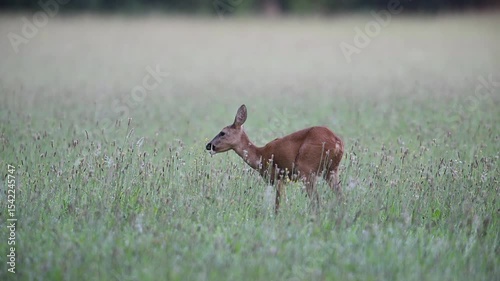 Roe deer grazing on a wet moor meadow, summer, north rhine westphalia, (capreolus capreolus), germany 