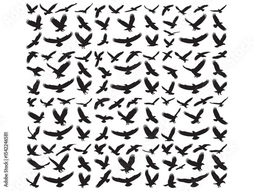 Pattern of Black Silhouettes of Birds in Flight, silhouettes birds in various flight, Variety of Black Silhouette Birds in Flight, black silhouette images of birds, likely eagles or vultures, in vario