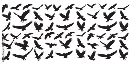 Pattern of Black Silhouettes of Birds in Flight, silhouettes birds in various flight, Variety of Black Silhouette Birds in Flight, black silhouette images of birds, likely eagles or vultures, in vario