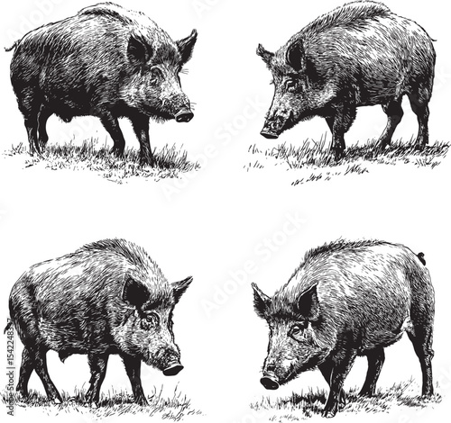 Boar SVG