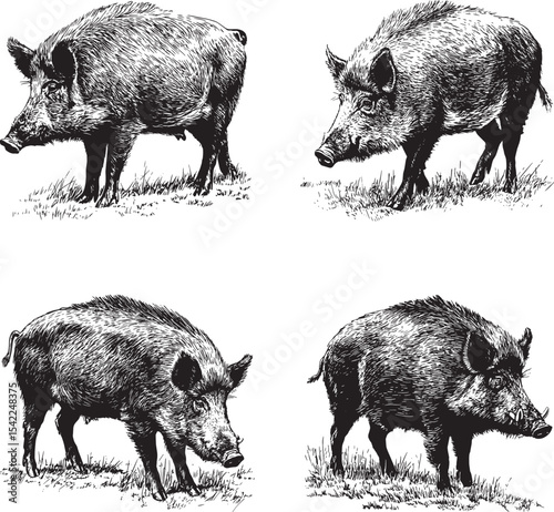 Boar SVG