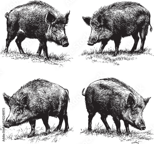 Boar SVG