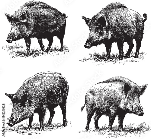 Boar SVG