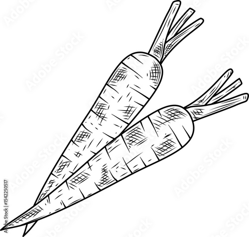 Carrot duo hand drawn ink sketch vector