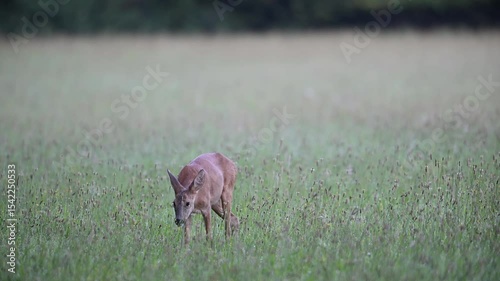Roe deer grazing on a wet moor meadow, summer, north rhine westphalia, (capreolus capreolus), germany 