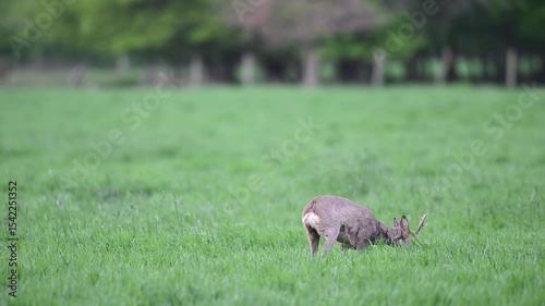 Roebuck standing in a meadow and grazing, spring,  north rhine westphalia, (capreolus capreolus), germany
