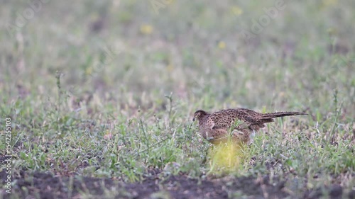 Pheasants hens looking for food in a field, north rhine westphalia, spring, (phasianus colchicus), germany